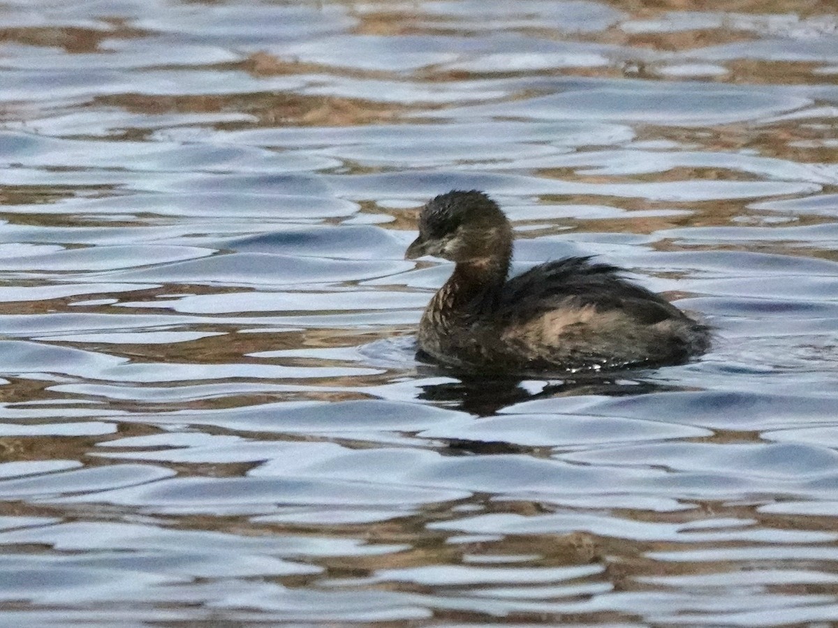 Pied-billed Grebe - ML647540781