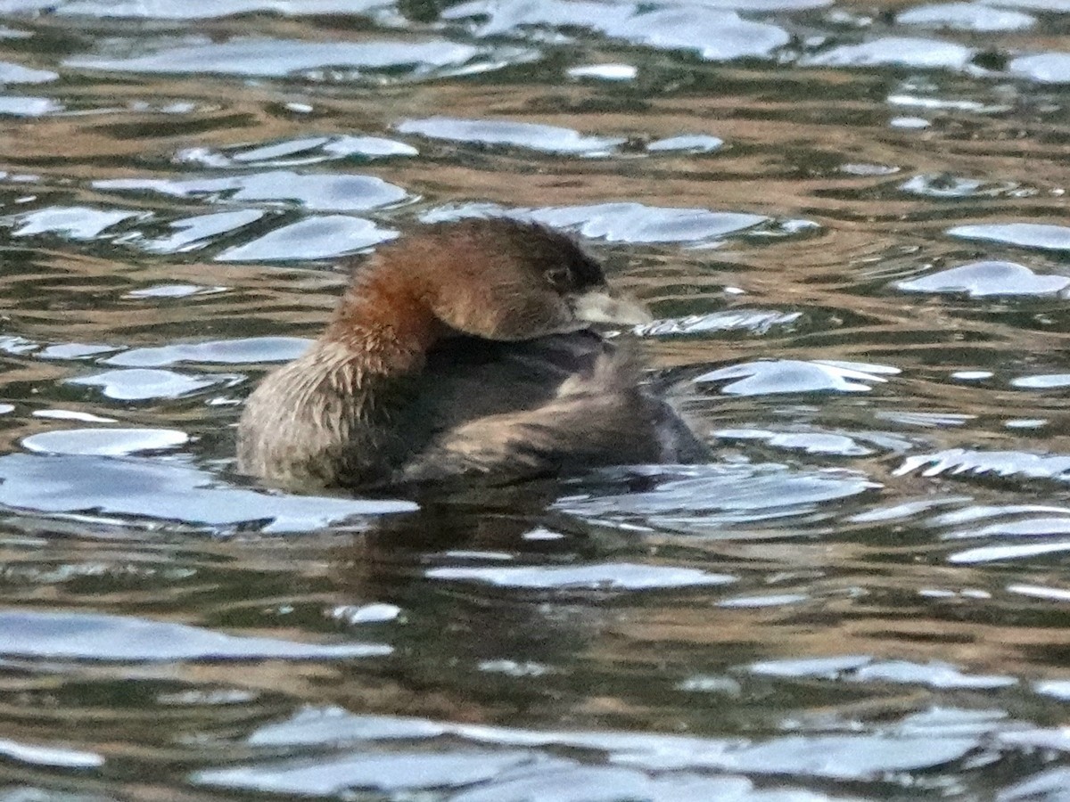 Pied-billed Grebe - ML647540782