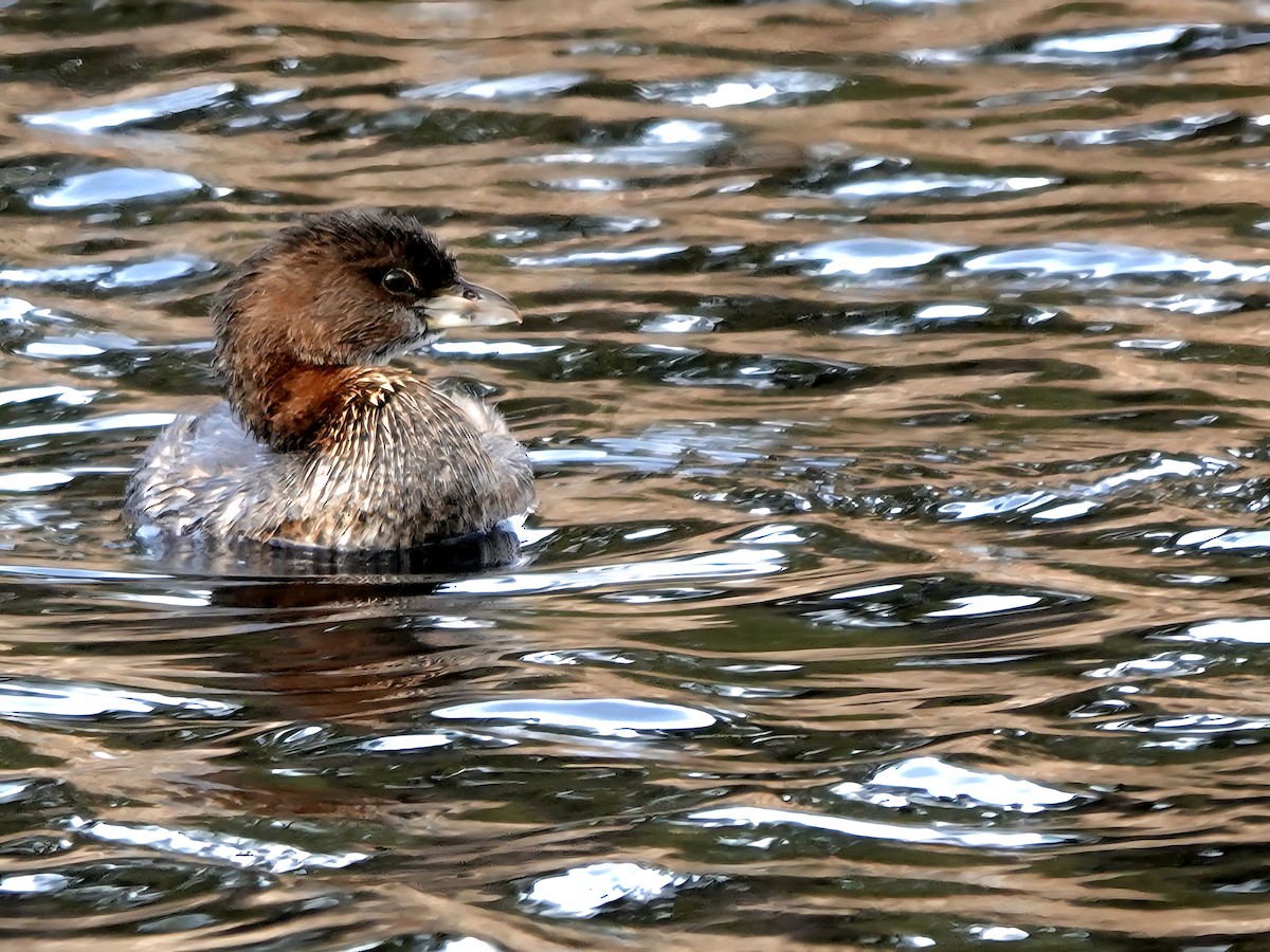 Pied-billed Grebe - ML647540783