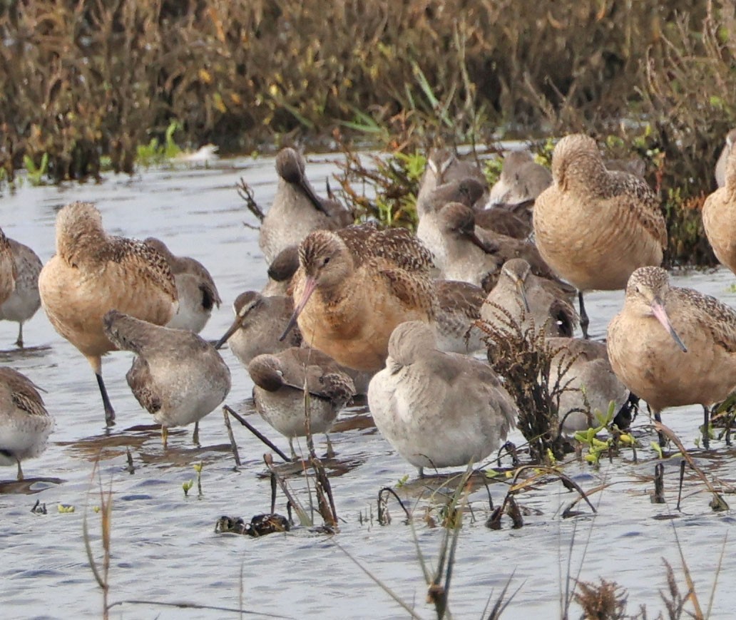 Marbled Godwit - ML647540784