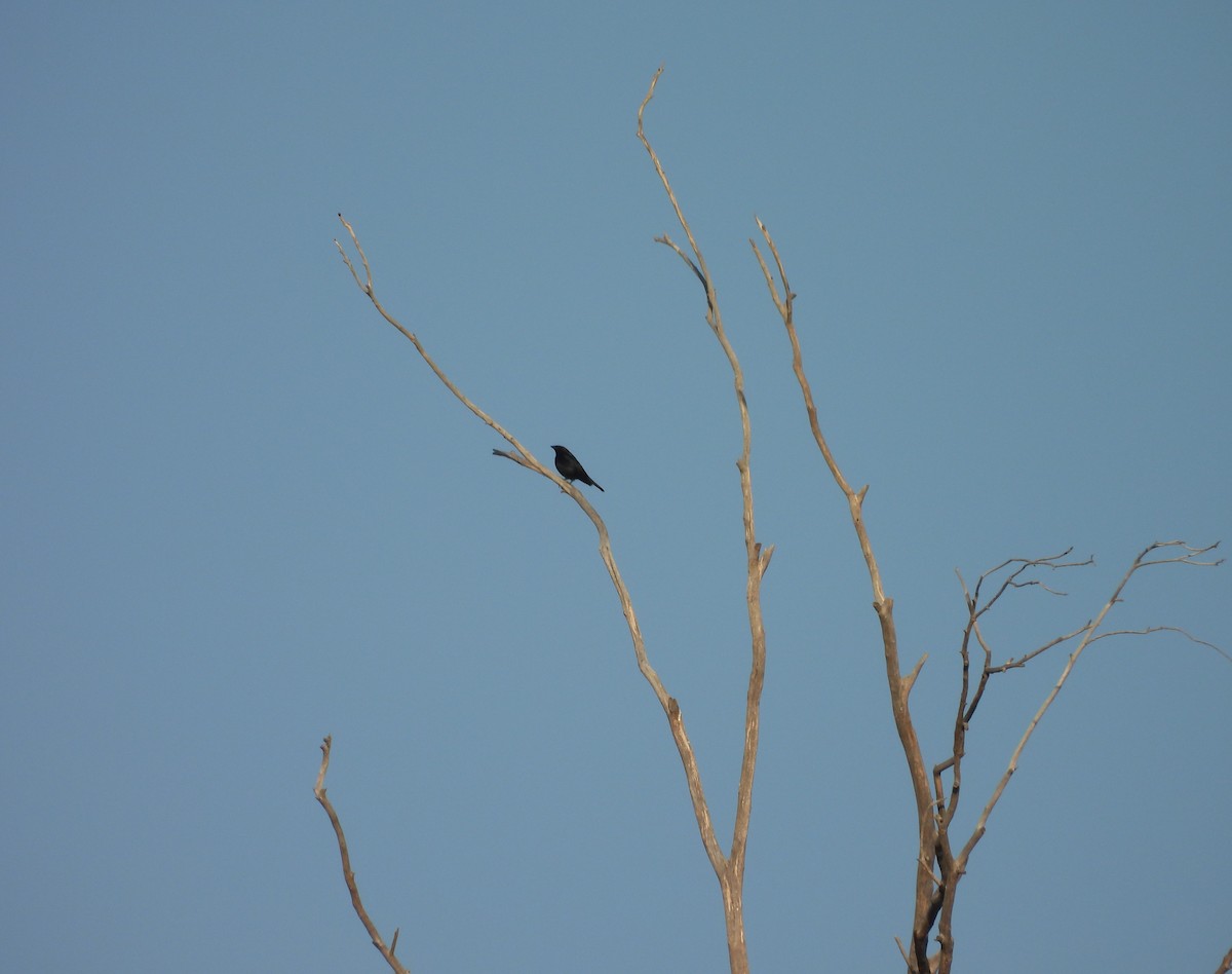 Bronzed Cowbird - ML647540795