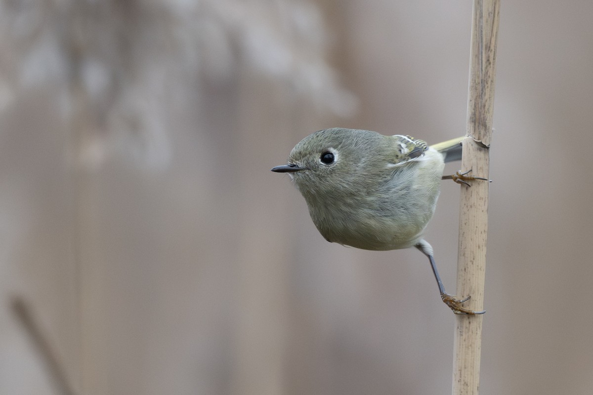 králíček americký - ML647540802