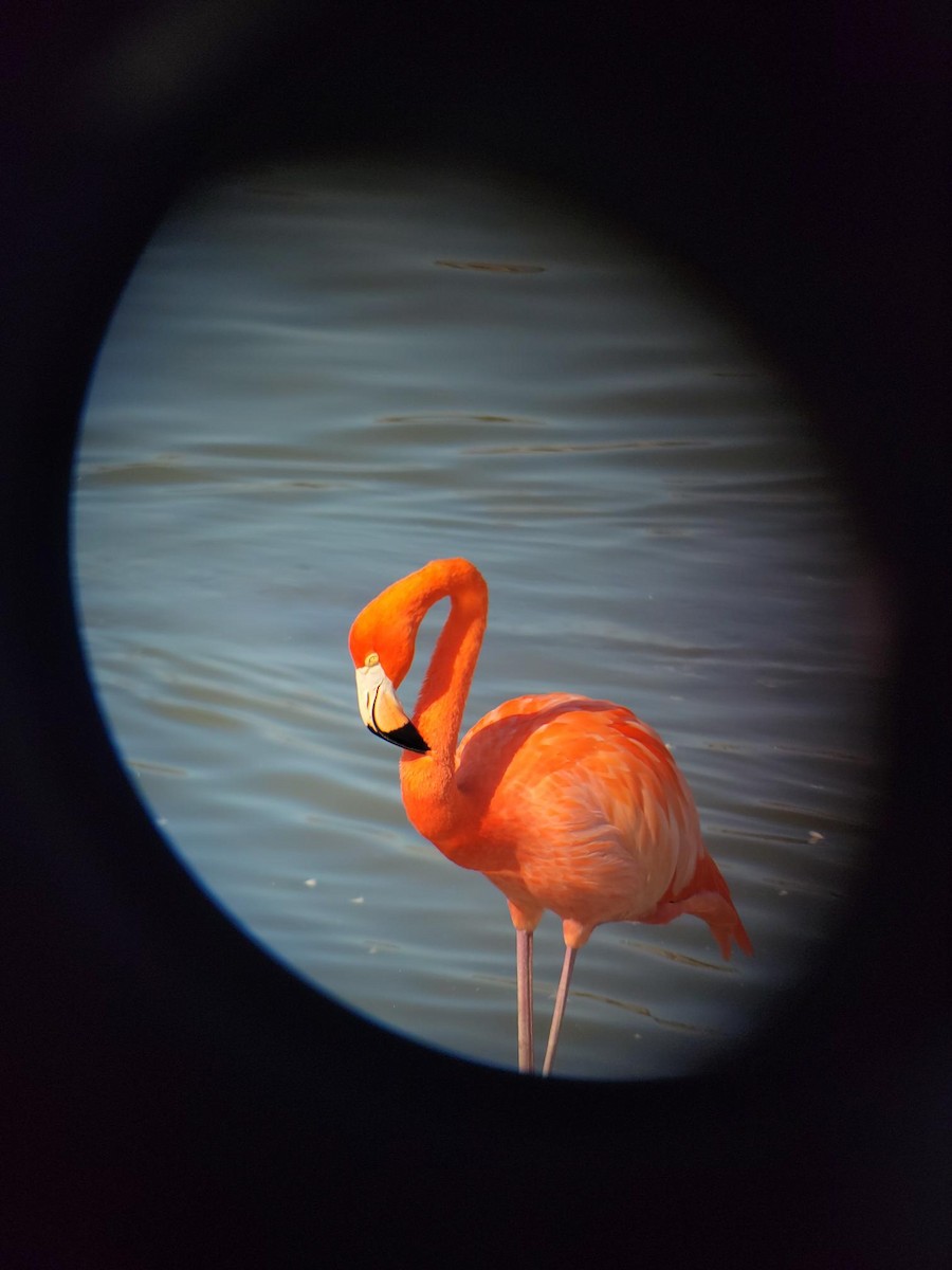 American Flamingo - ML647540813