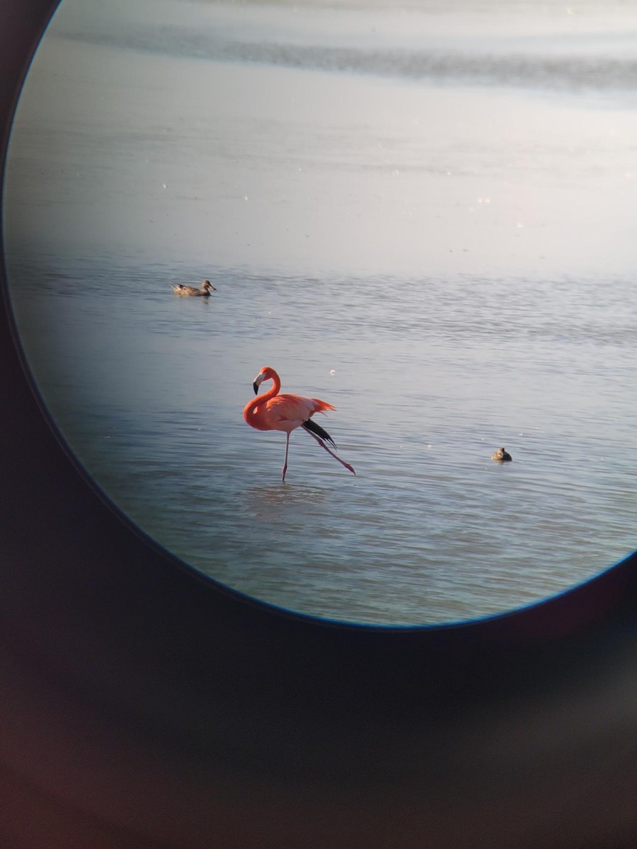 American Flamingo - ML647540816