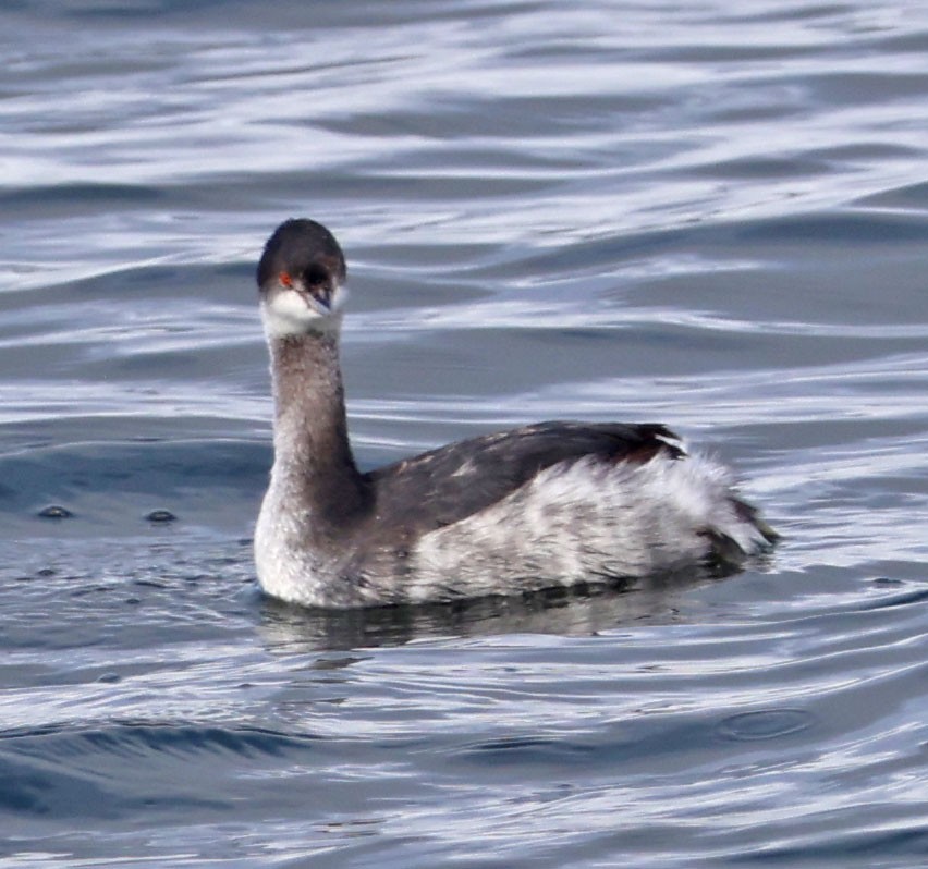 Grèbe à cou noir - ML647540828