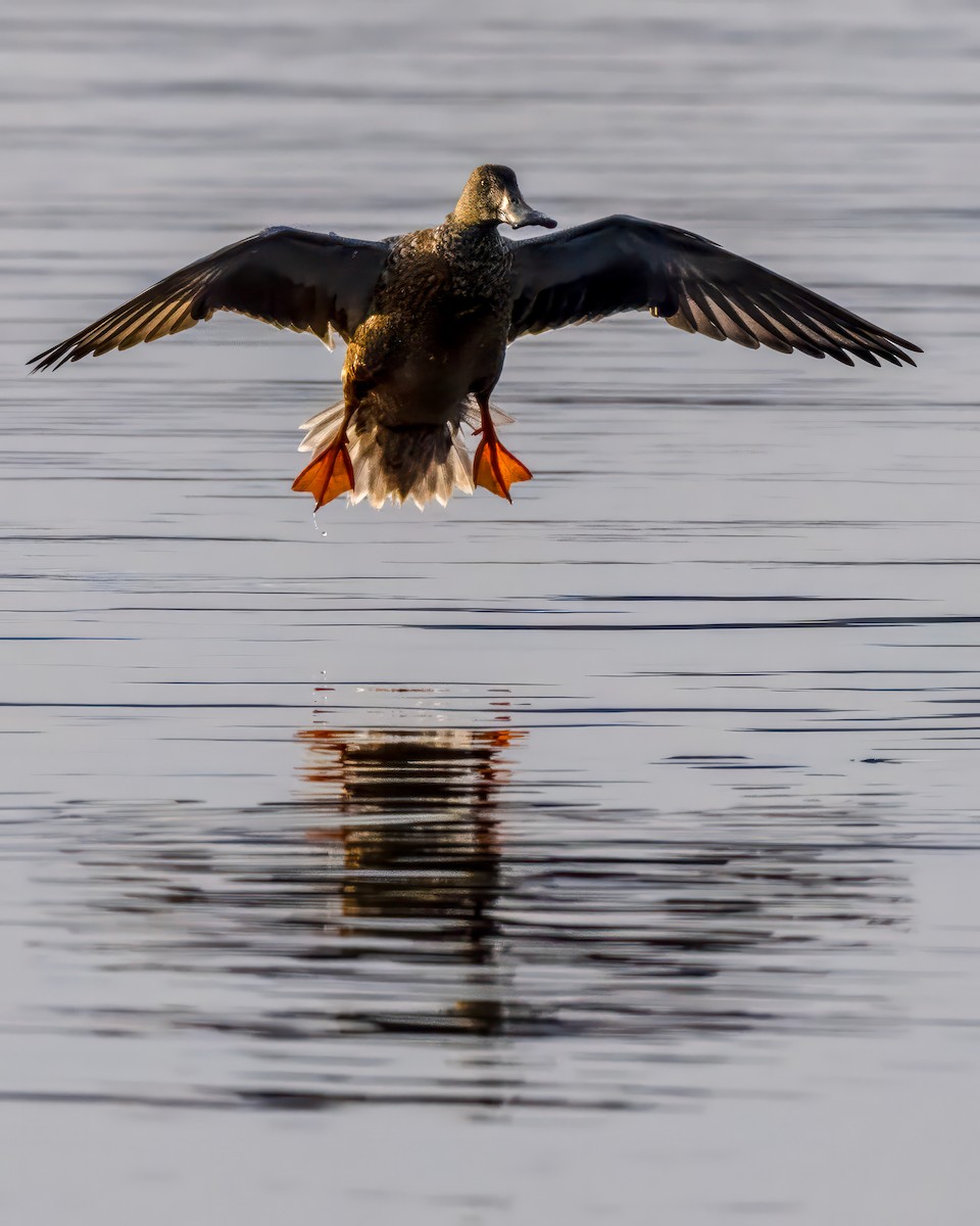 Cuchara Común - ML647540862