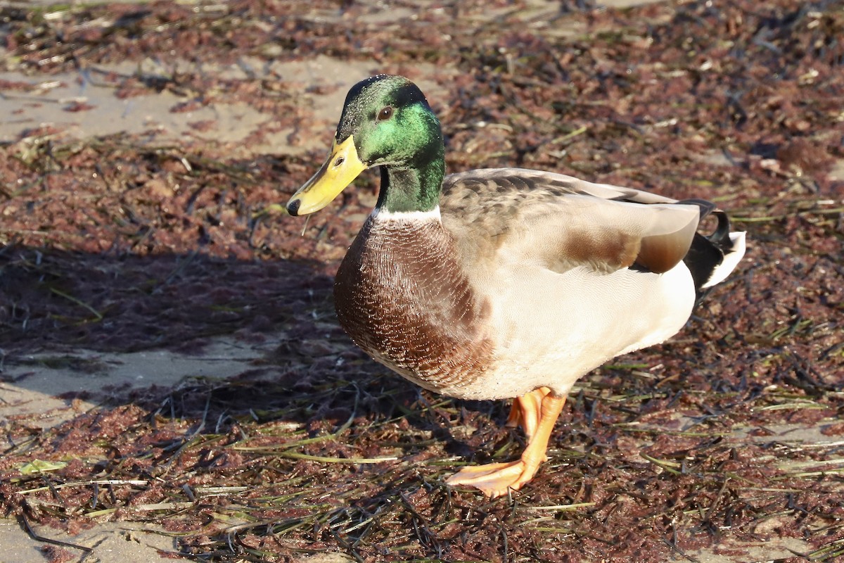 Mallard - ML647540869