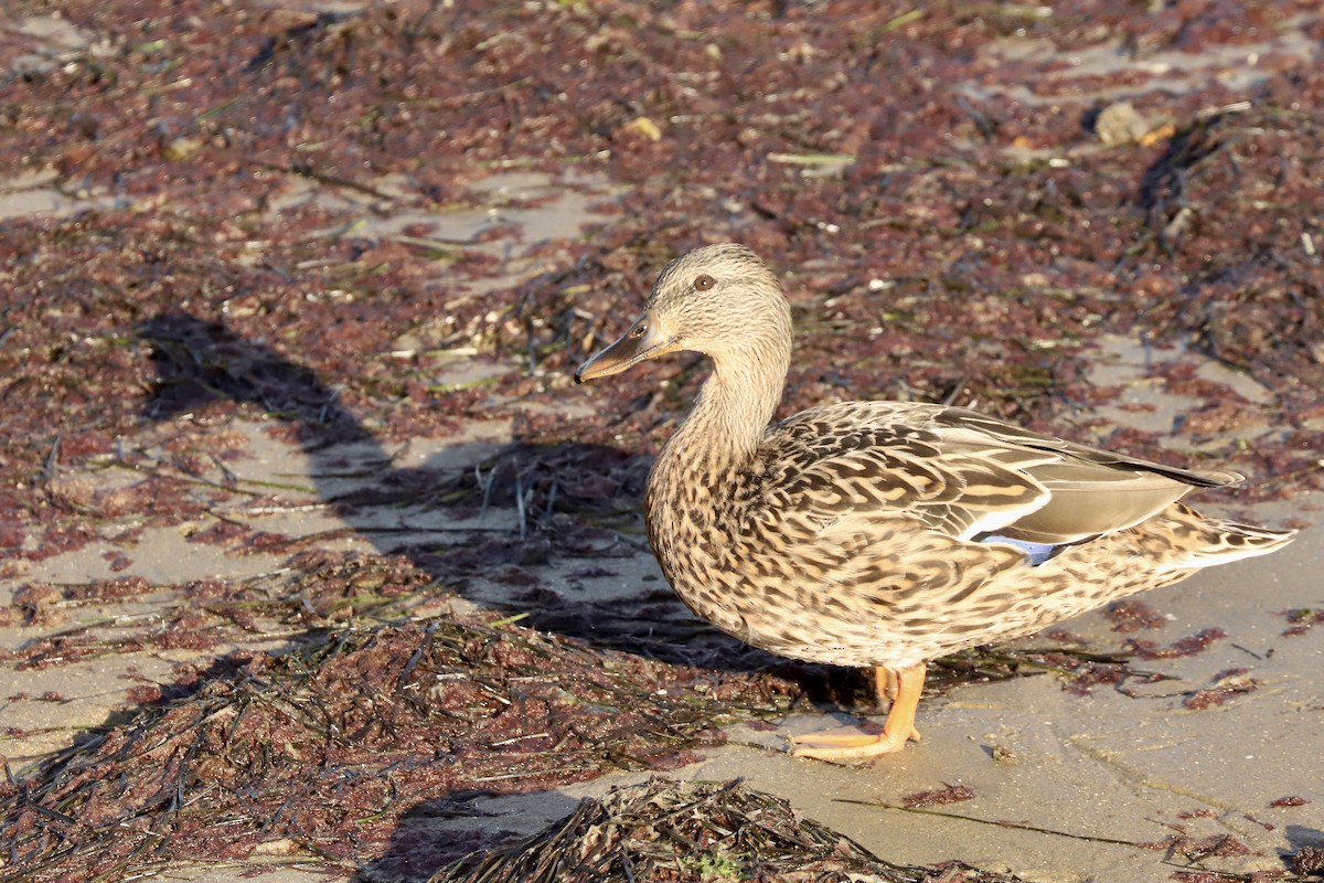 Mallard - ML647540873