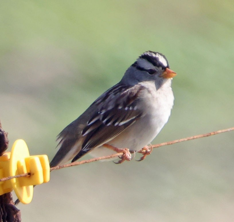 Porsuk Serçesi - ML647540874