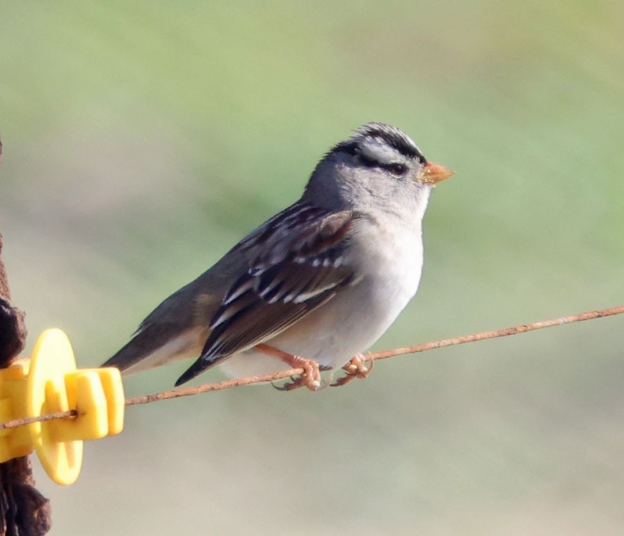 Porsuk Serçesi - ML647540875