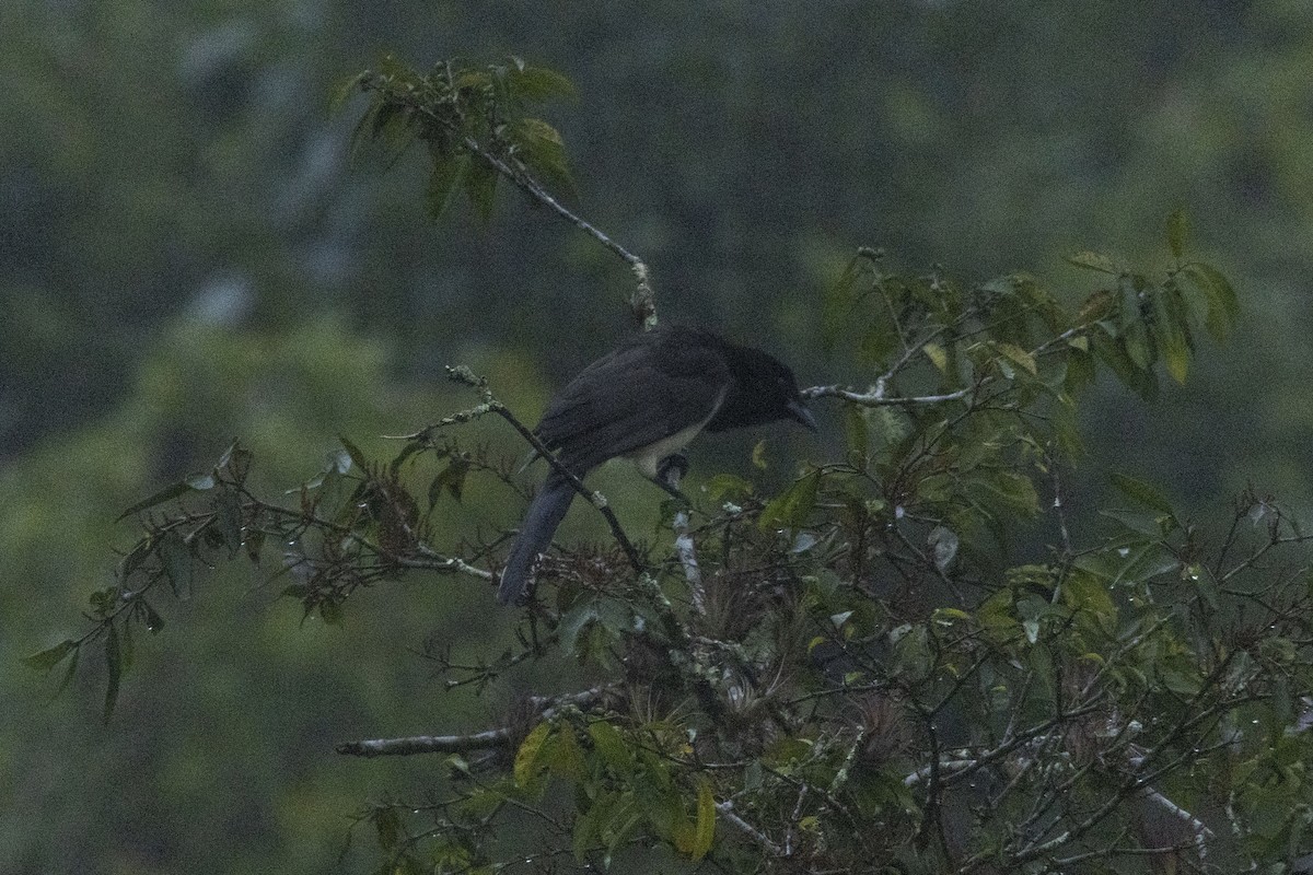 Geai enfumé - ML647540885