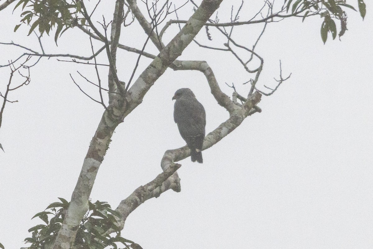 Buse grise - ML647540895