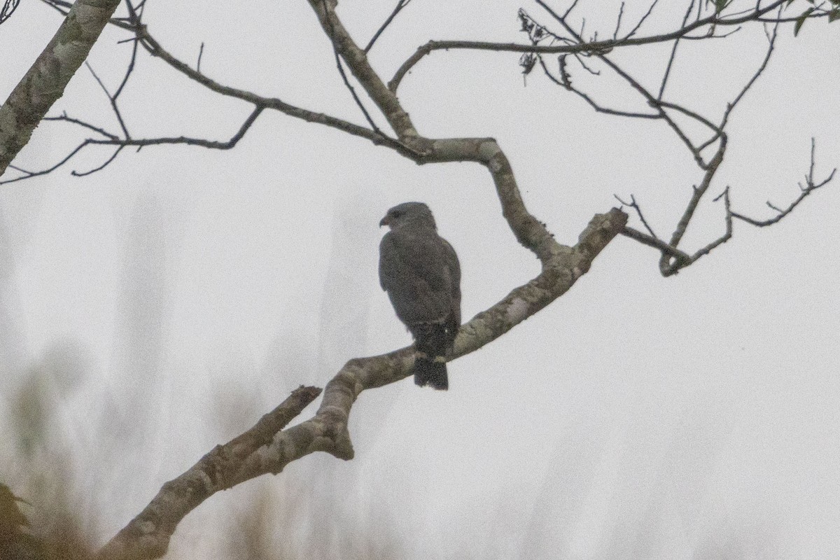 Buse grise - ML647540896