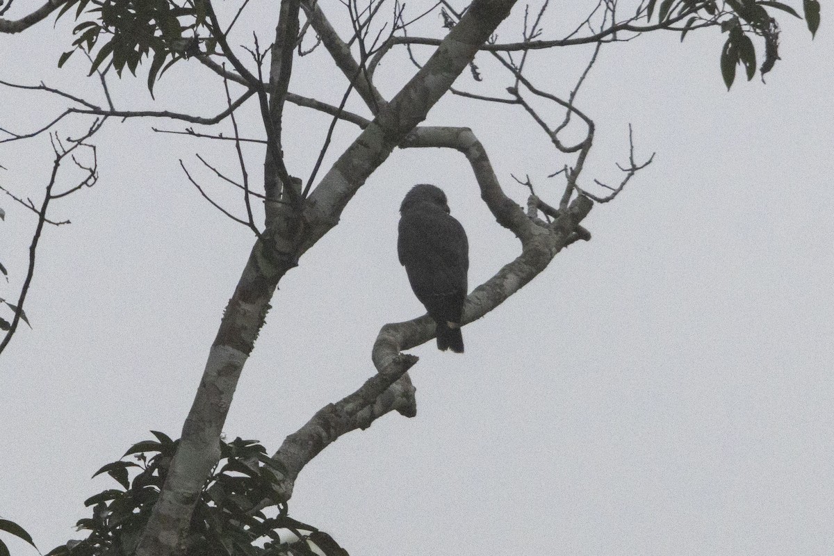 Buse grise - ML647540897