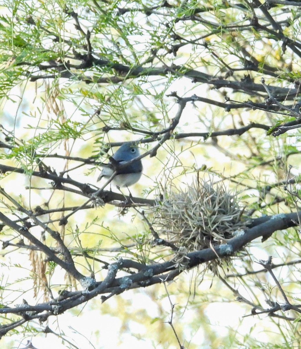 Комароловка сиза - ML647540901