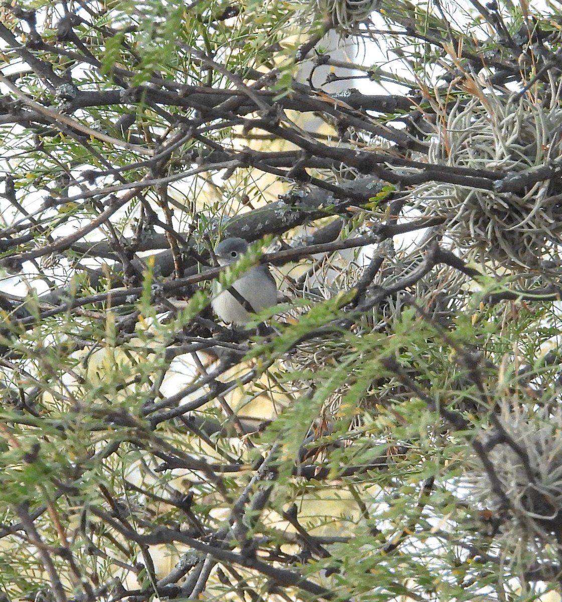 Комароловка сиза - ML647540902