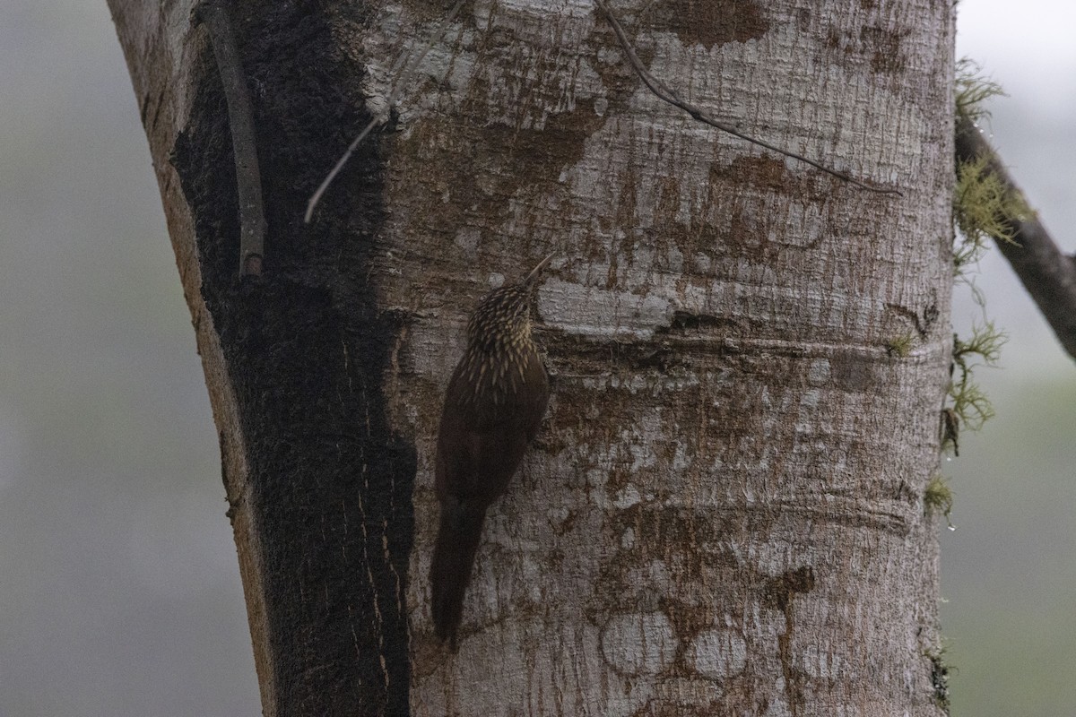 Grimpar de Souleyet - ML647540912