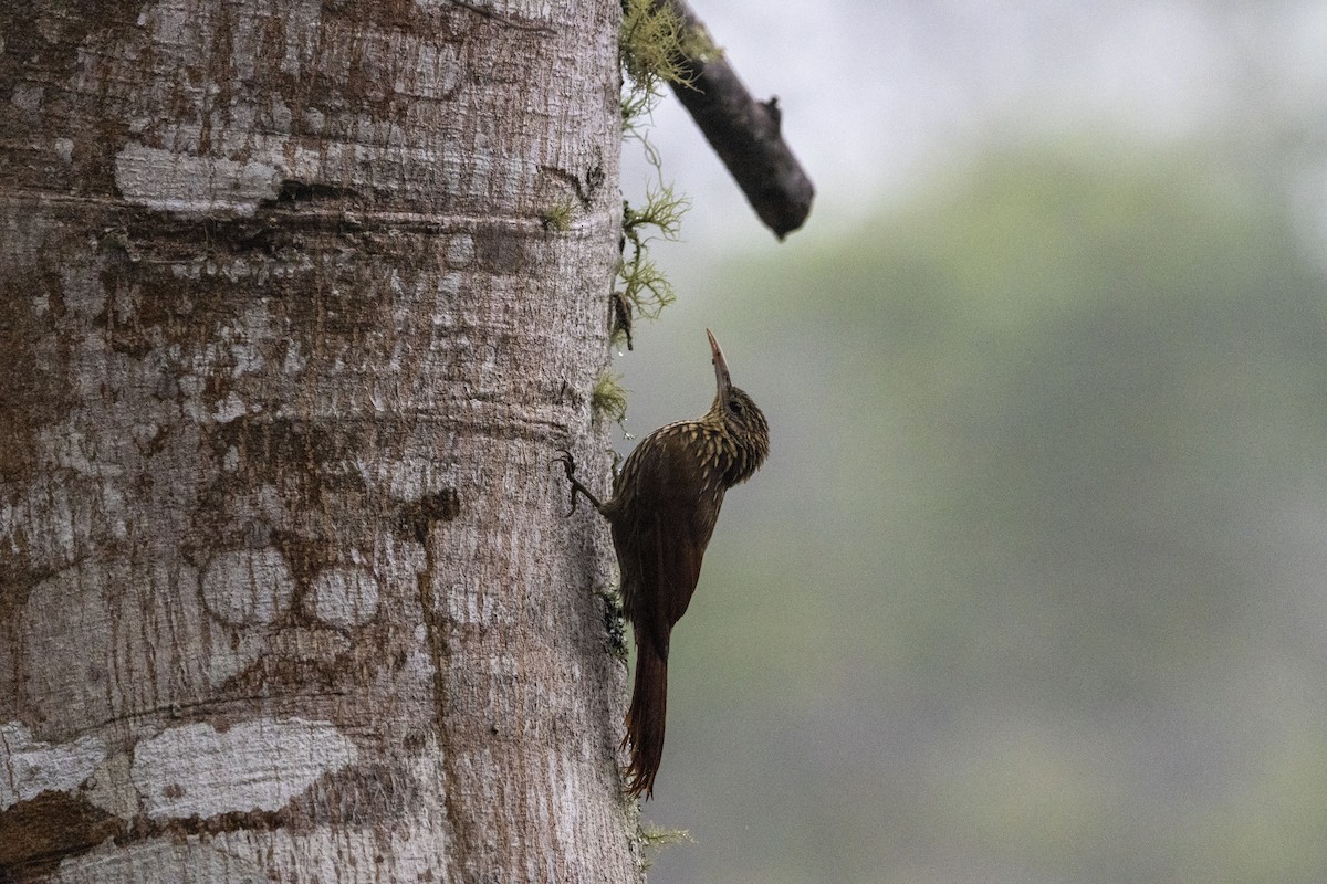 Grimpar de Souleyet - ML647540913