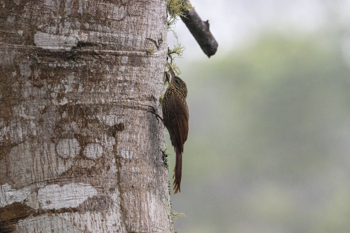 Grimpar de Souleyet - ML647540914