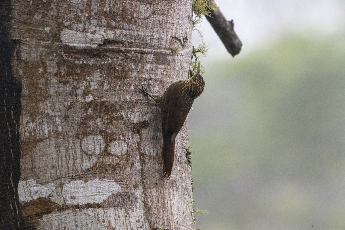 Grimpar de Souleyet - ML647540916