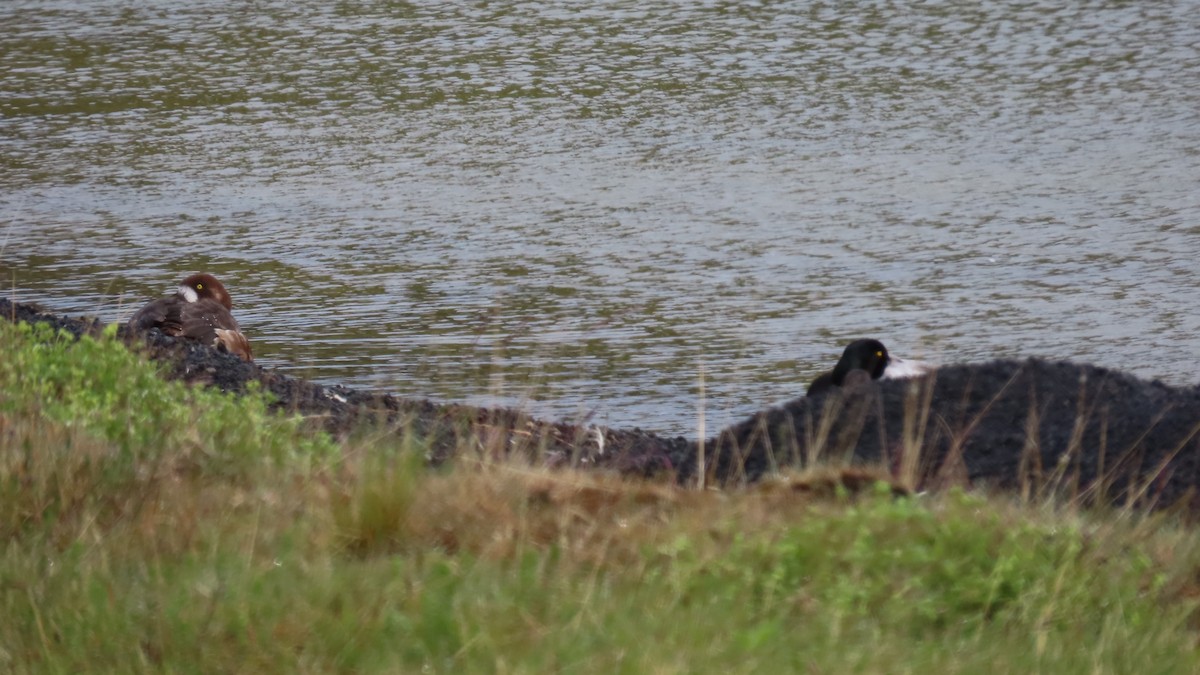 Морская чернеть - ML647540925