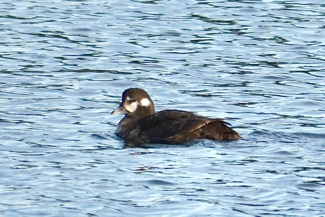 Ahate arlekina - ML647540928