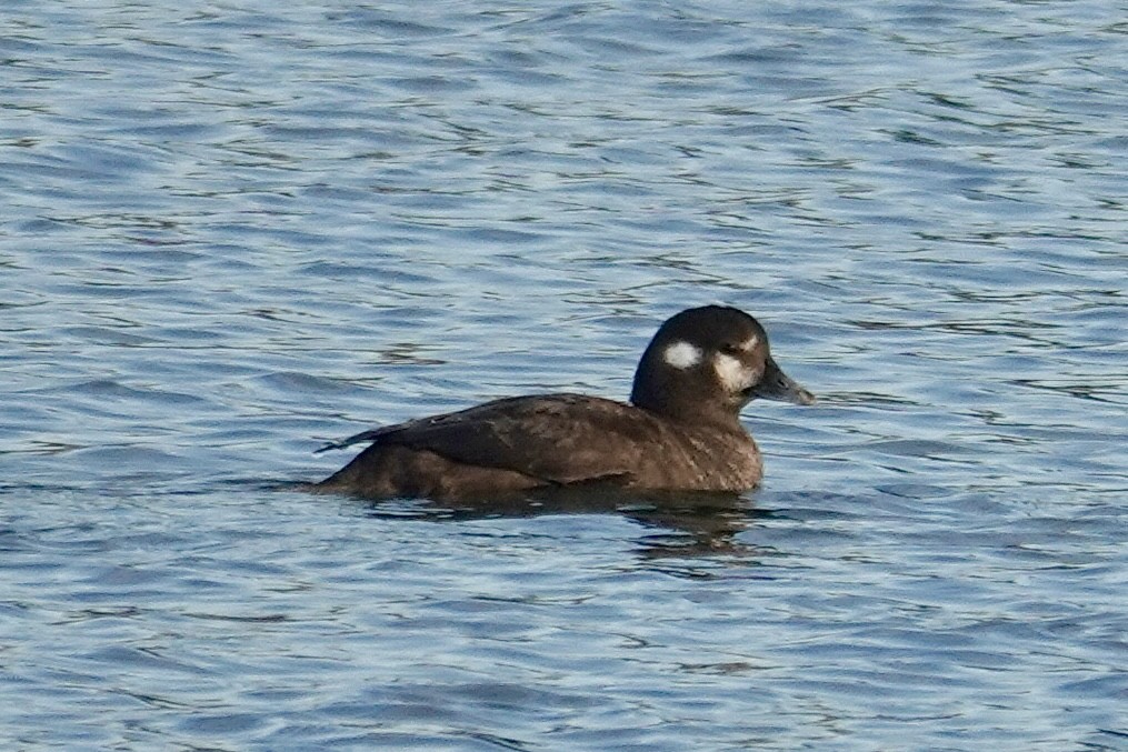 Ahate arlekina - ML647540929