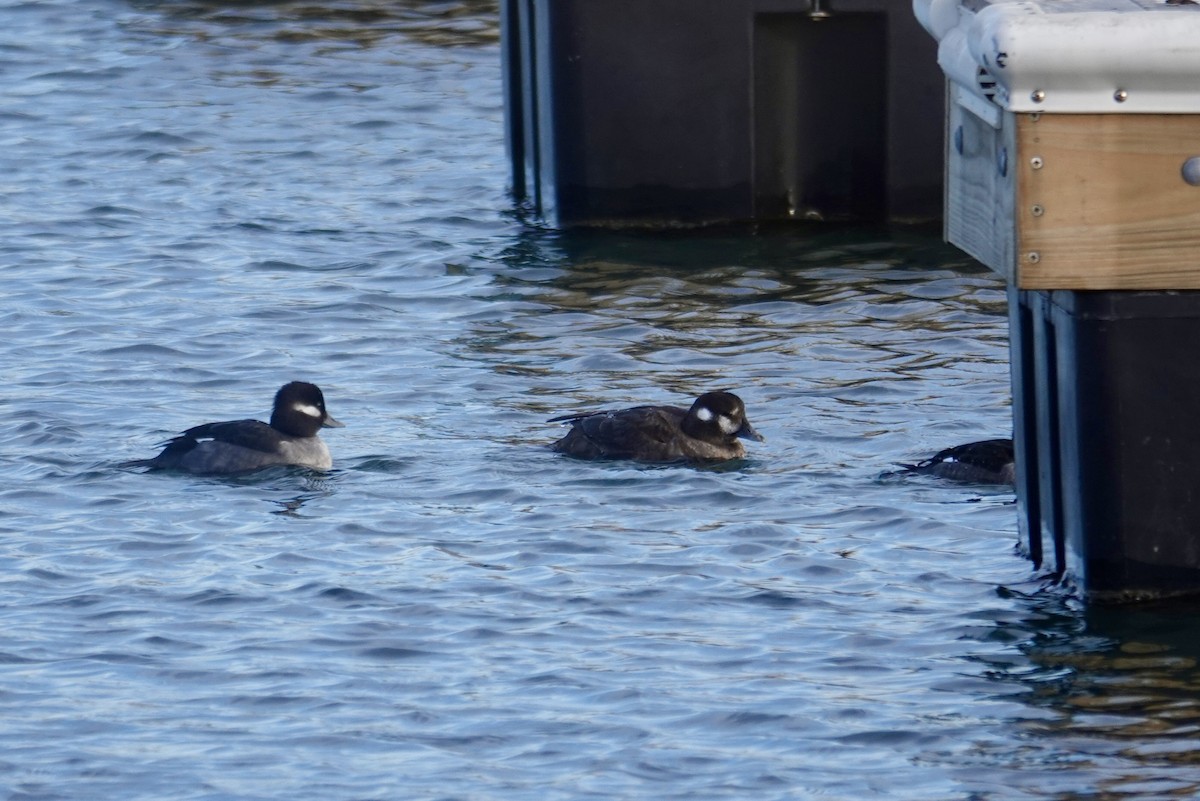 Ahate arlekina - ML647540930