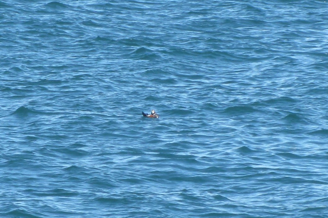 Ahate arlekina - ML647540950