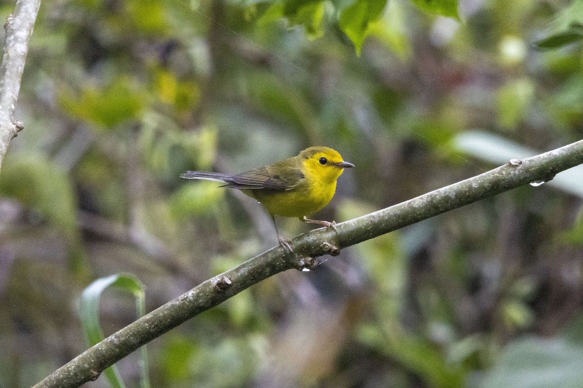 Paruline jaune - ML647540954