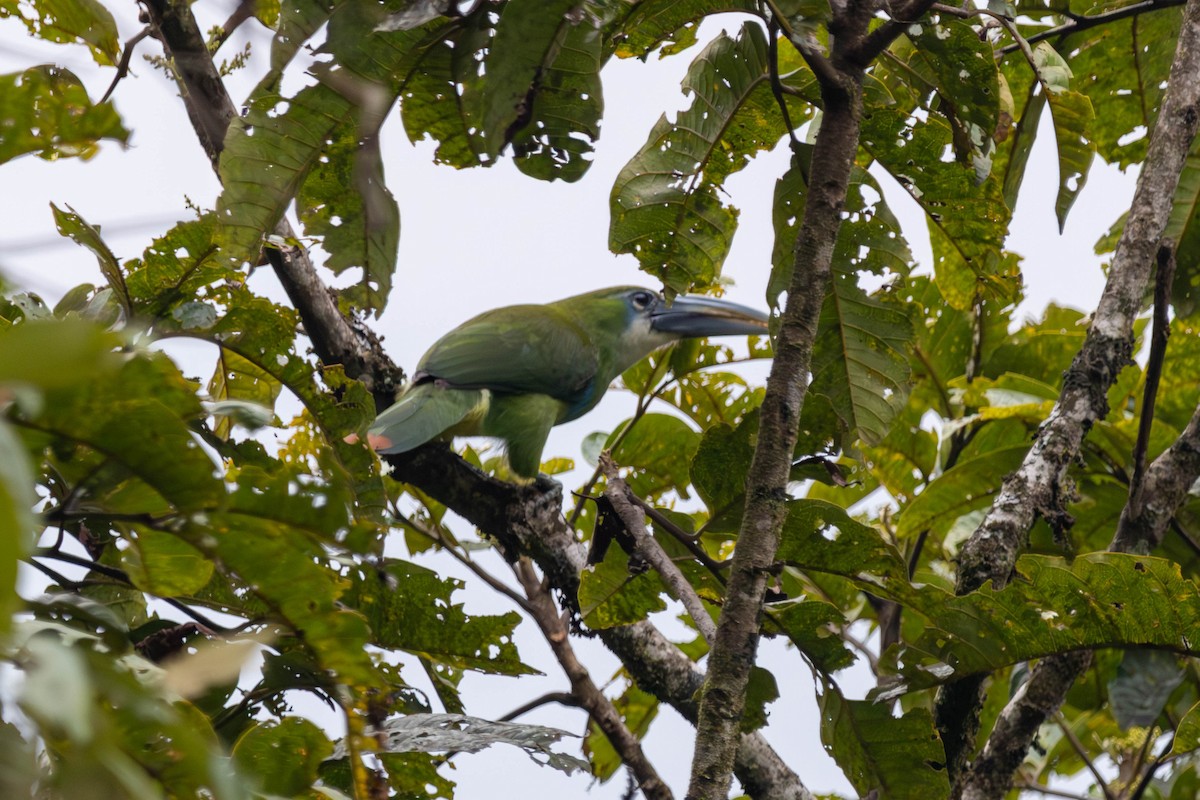 Blue-banded Toucanet - ML647540956