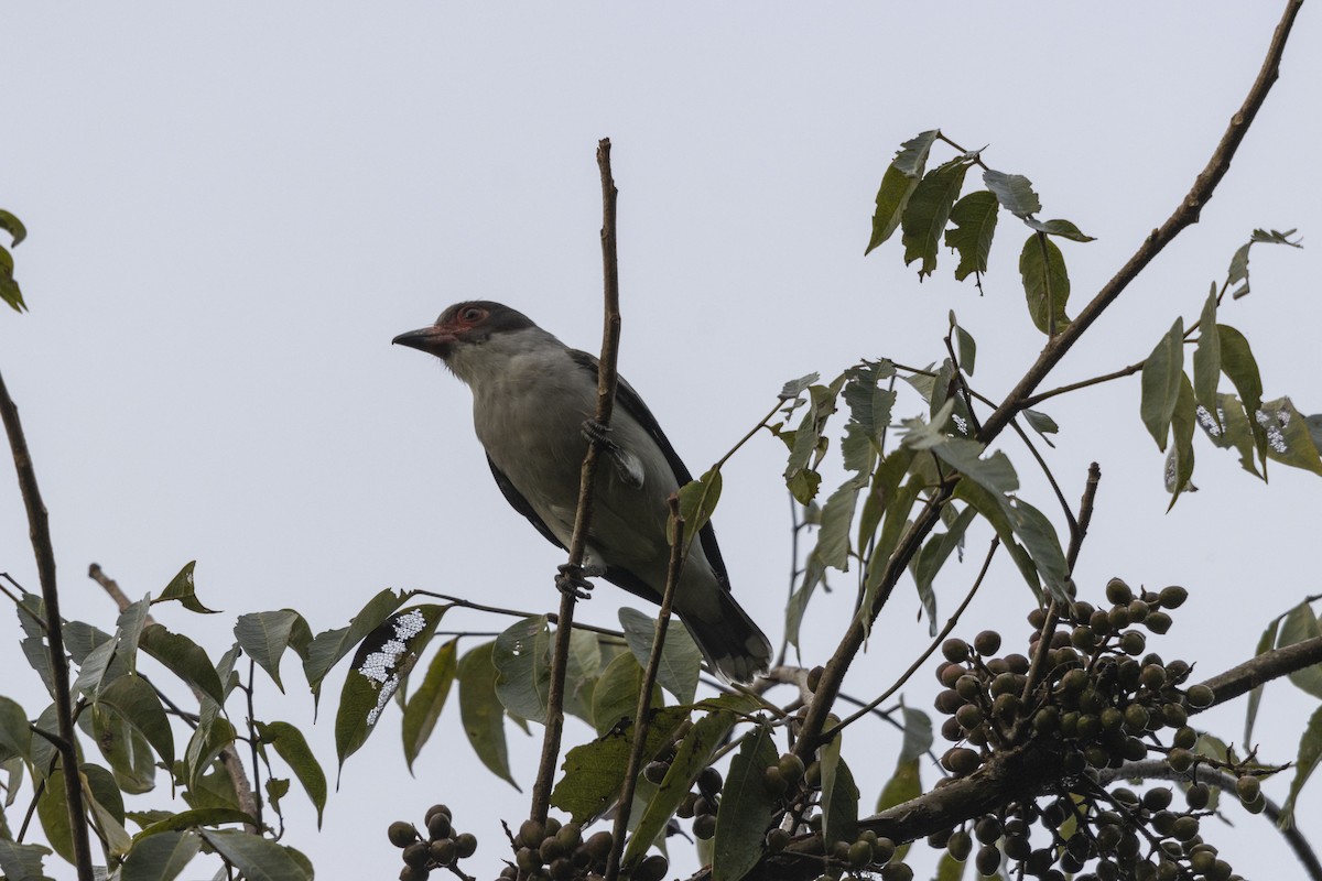 Tityre masqué - ML647540958