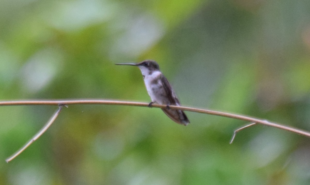 Ruby-throated Hummingbird - ML647540965