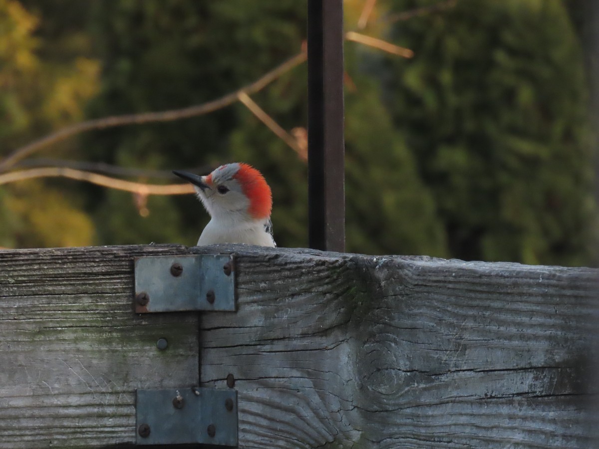 Red-bellied Woodpecker - ML647540968