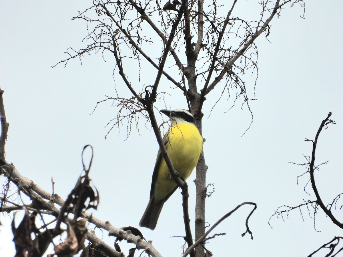 Boat-billed Flycatcher - ML647540970
