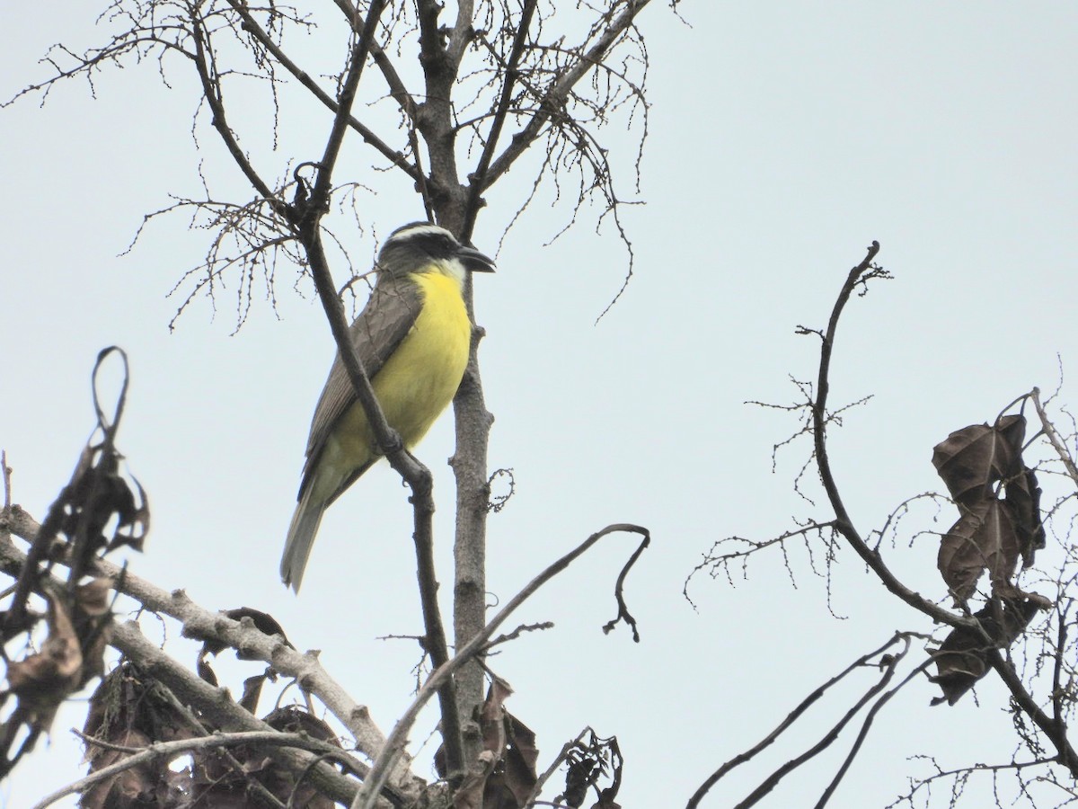 Boat-billed Flycatcher - ML647540971