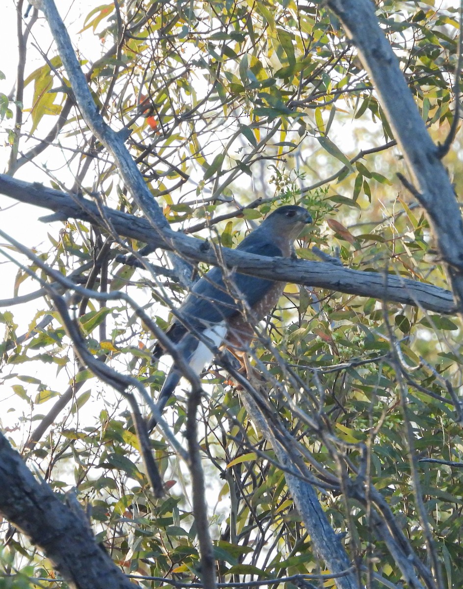 Cooper's Hawk - ML647540976