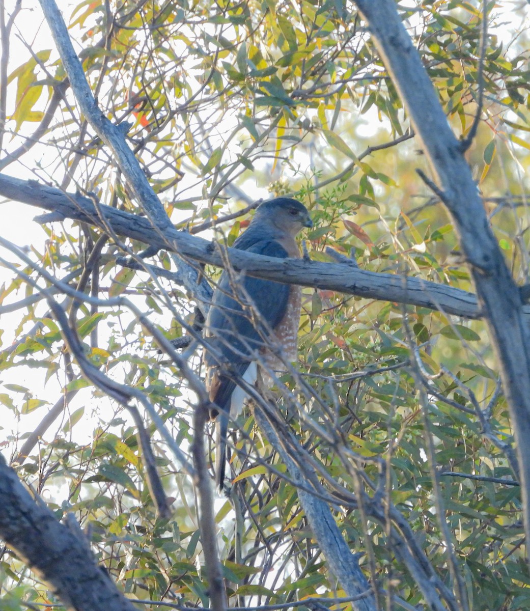 Cooper's Hawk - ML647540977
