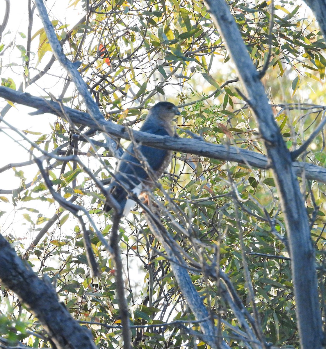 Cooper's Hawk - ML647540978