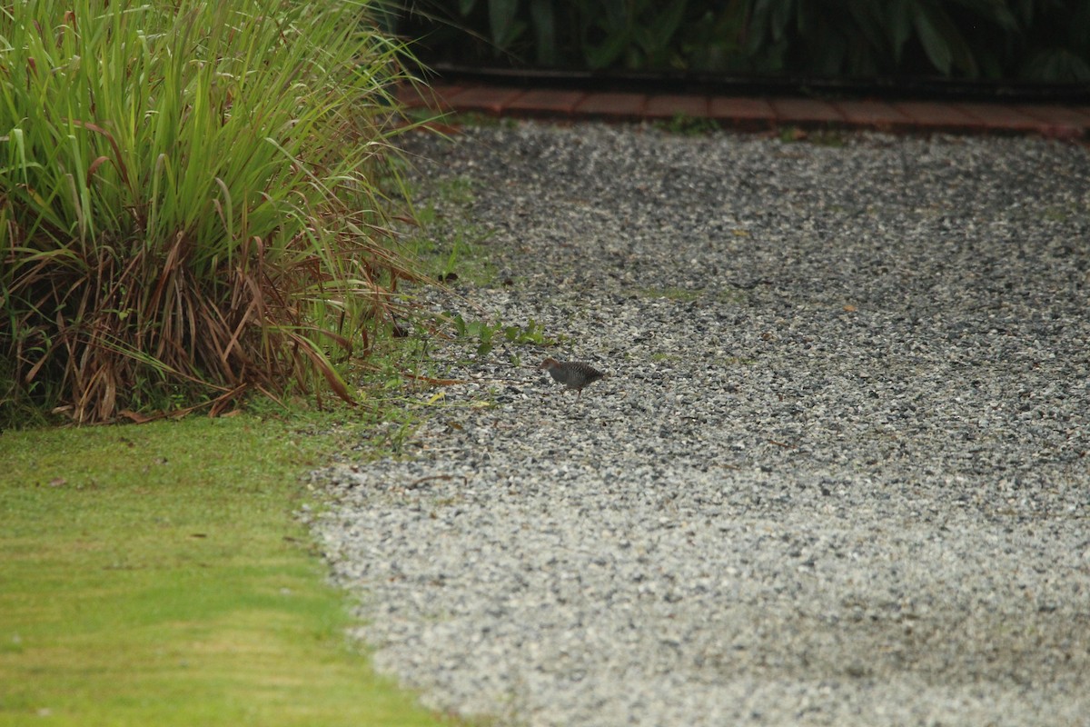 Slaty-breasted Rail - ML647540980