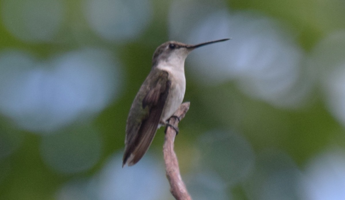 Ruby-throated Hummingbird - ML647540983