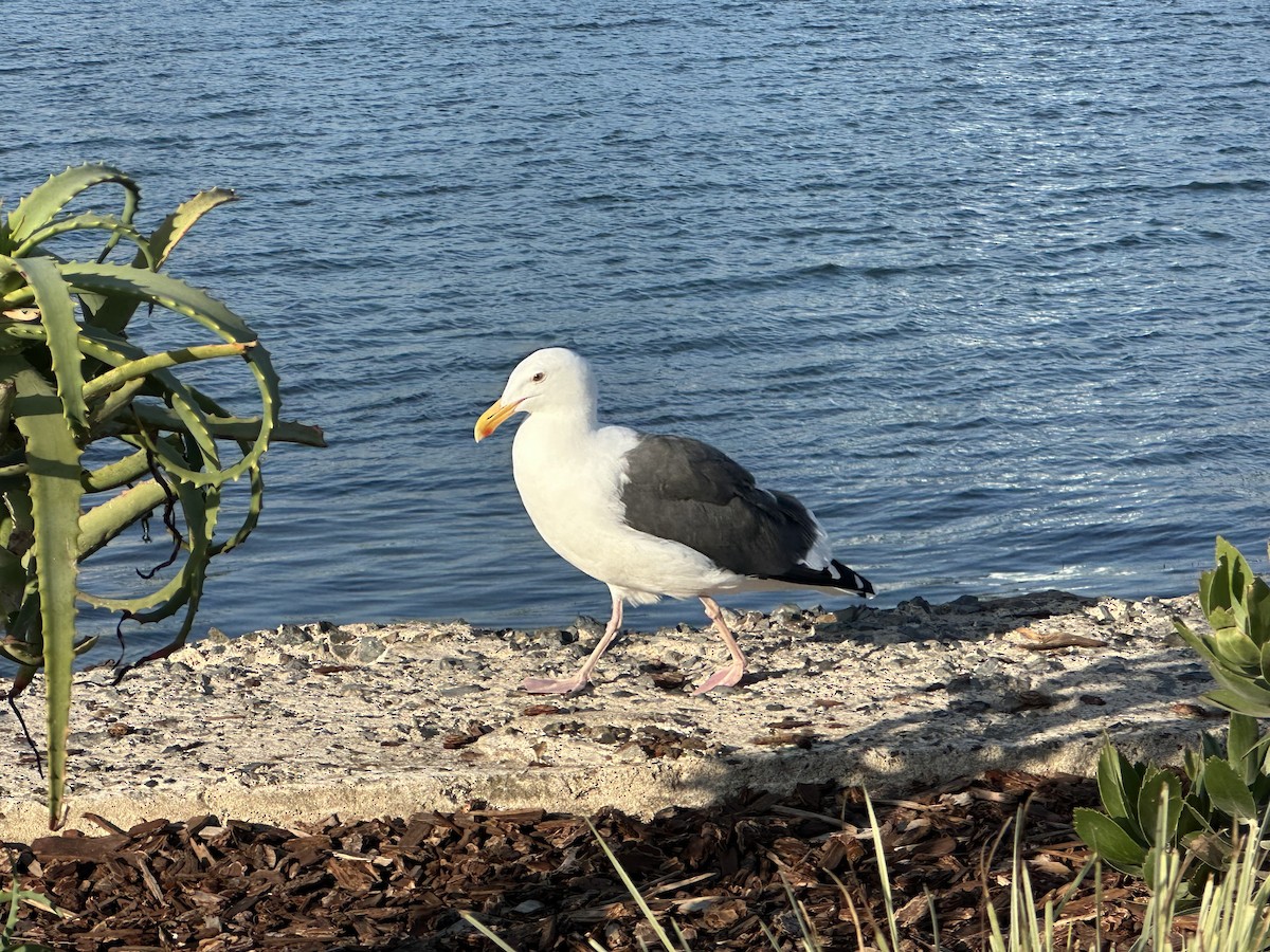 Gaviota Occidental - ML647540998