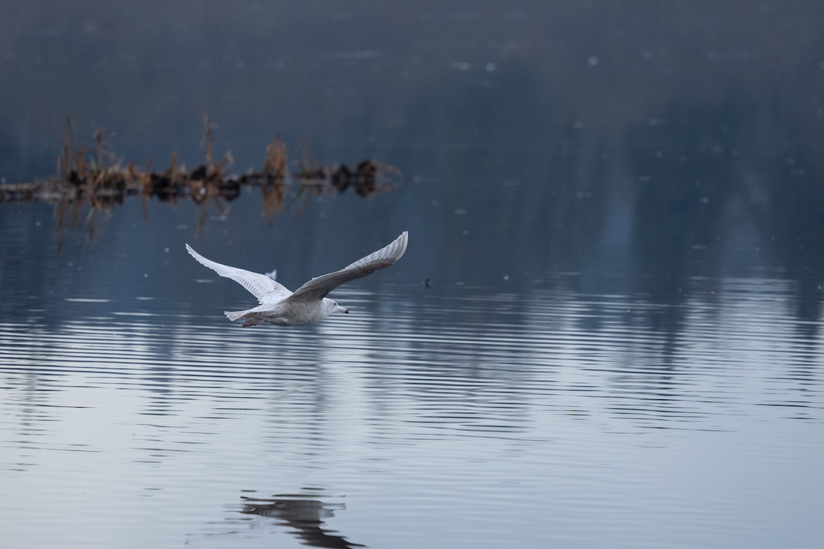 Glaucous Gull - ML647541000