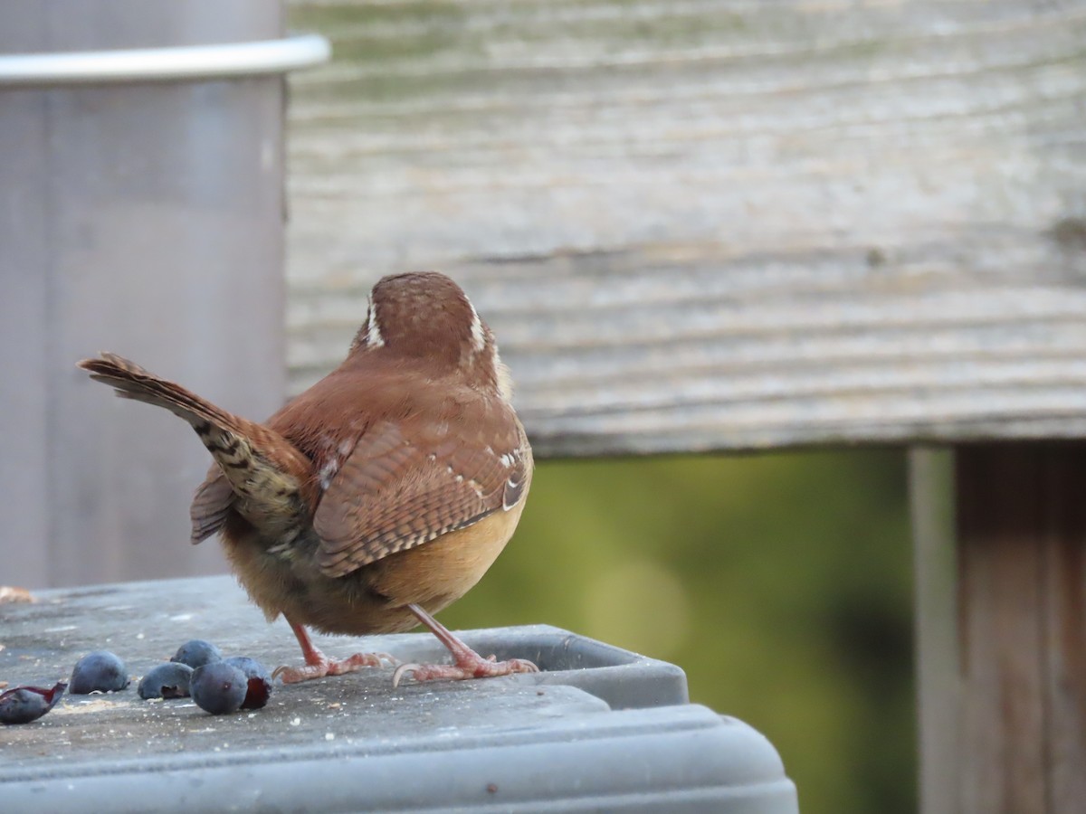 Carolina Wren - ML647541024