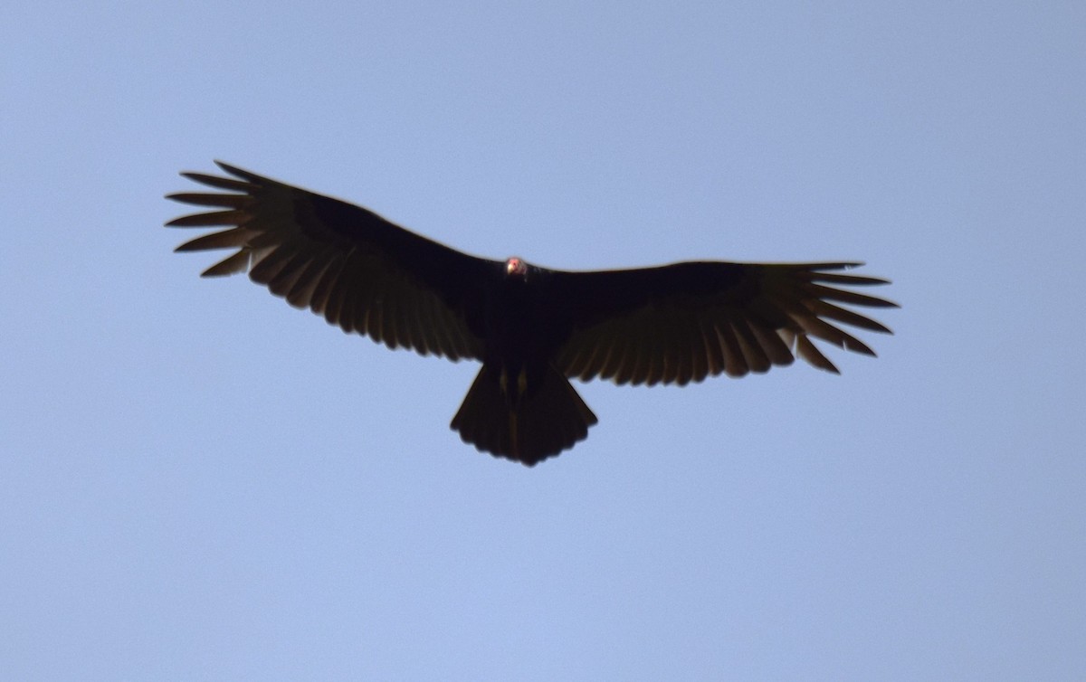 Turkey Vulture - ML647541031