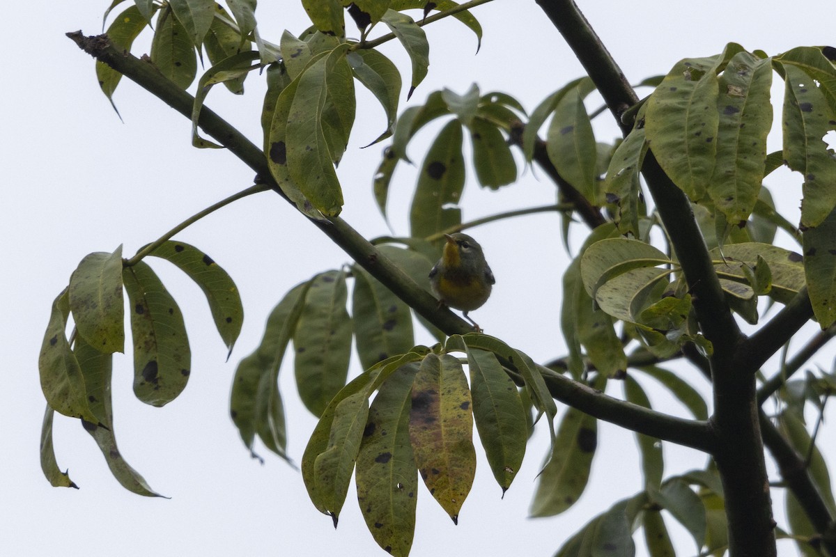 Paruline à collier - ML647541032