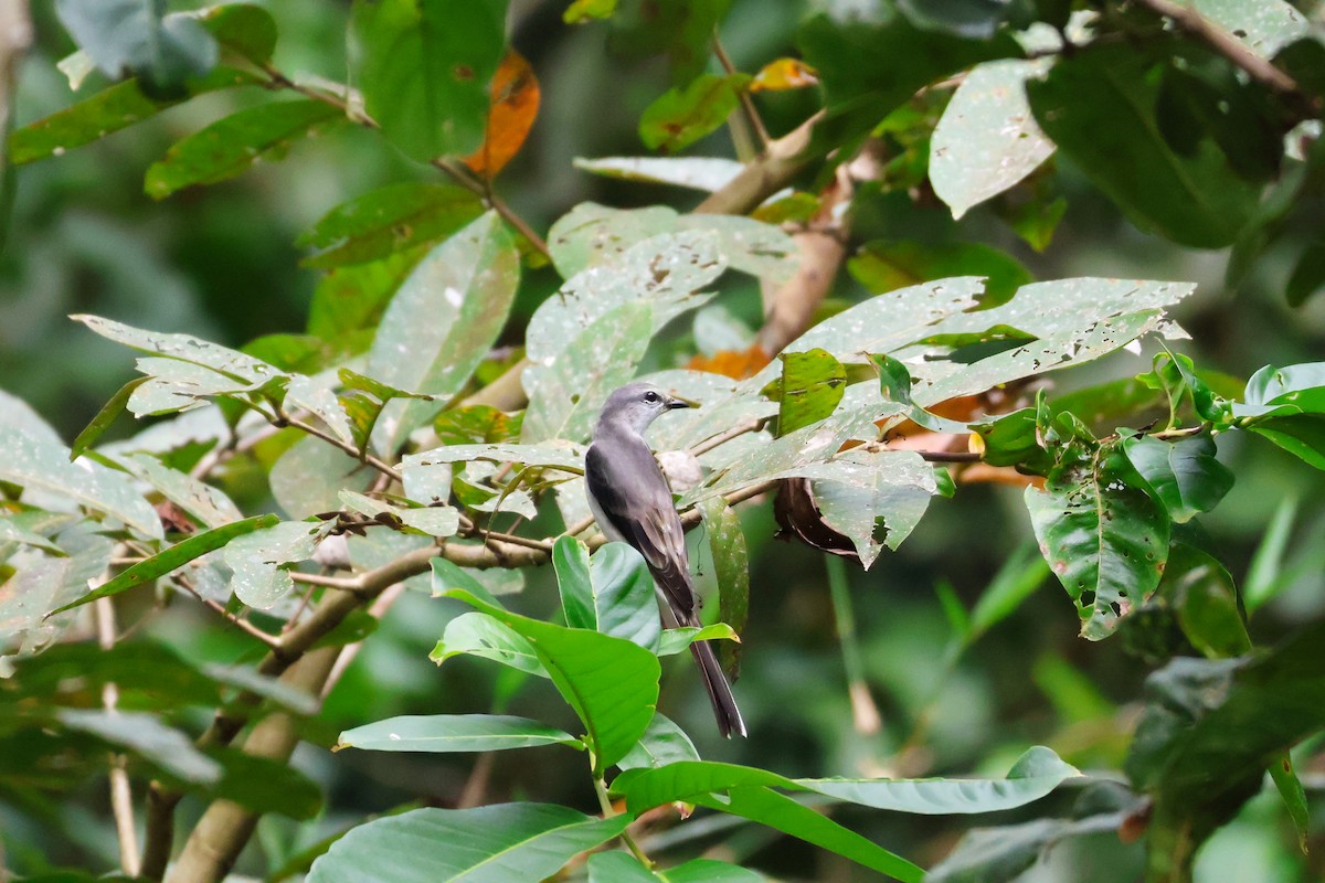 サンショウクイ - ML647541033