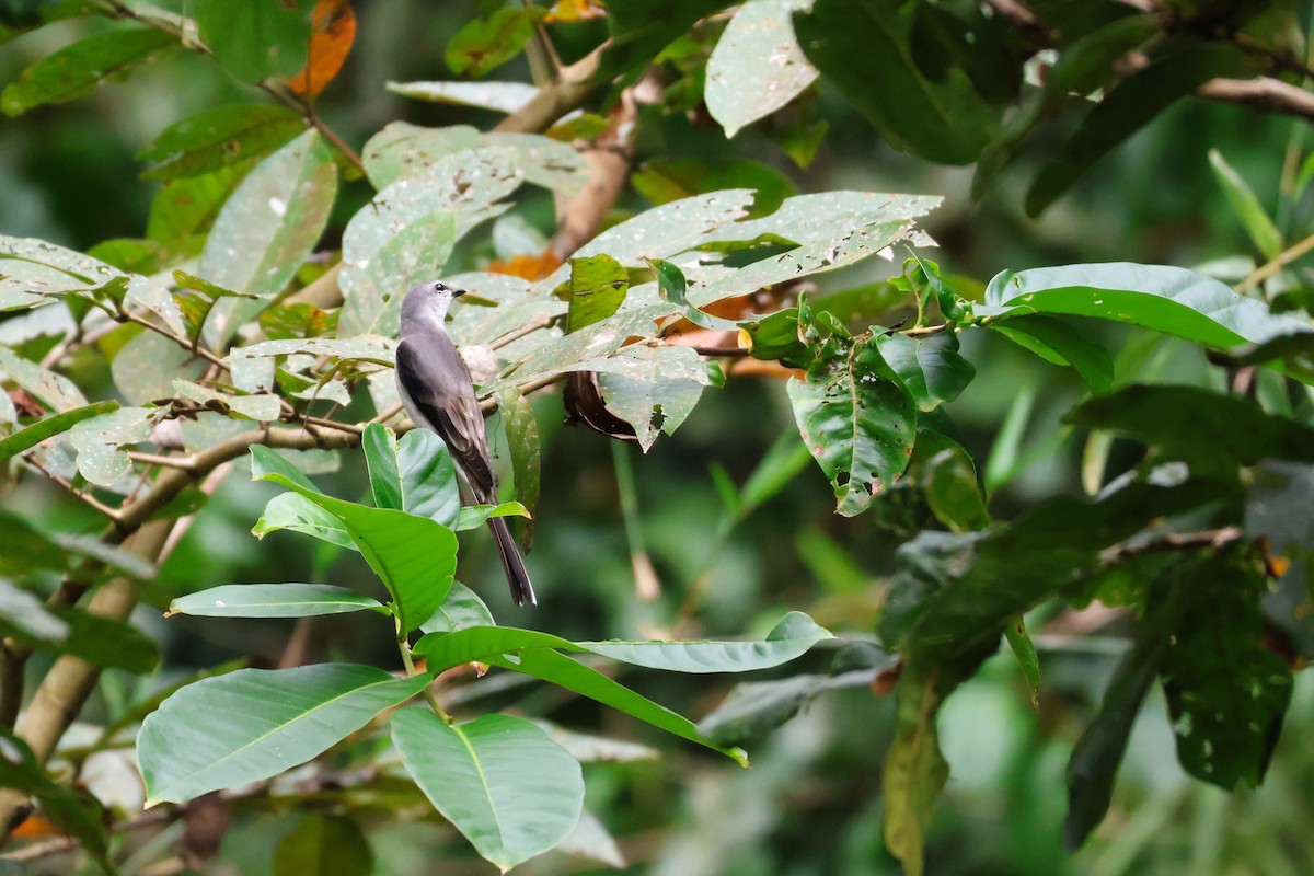 サンショウクイ - ML647541034