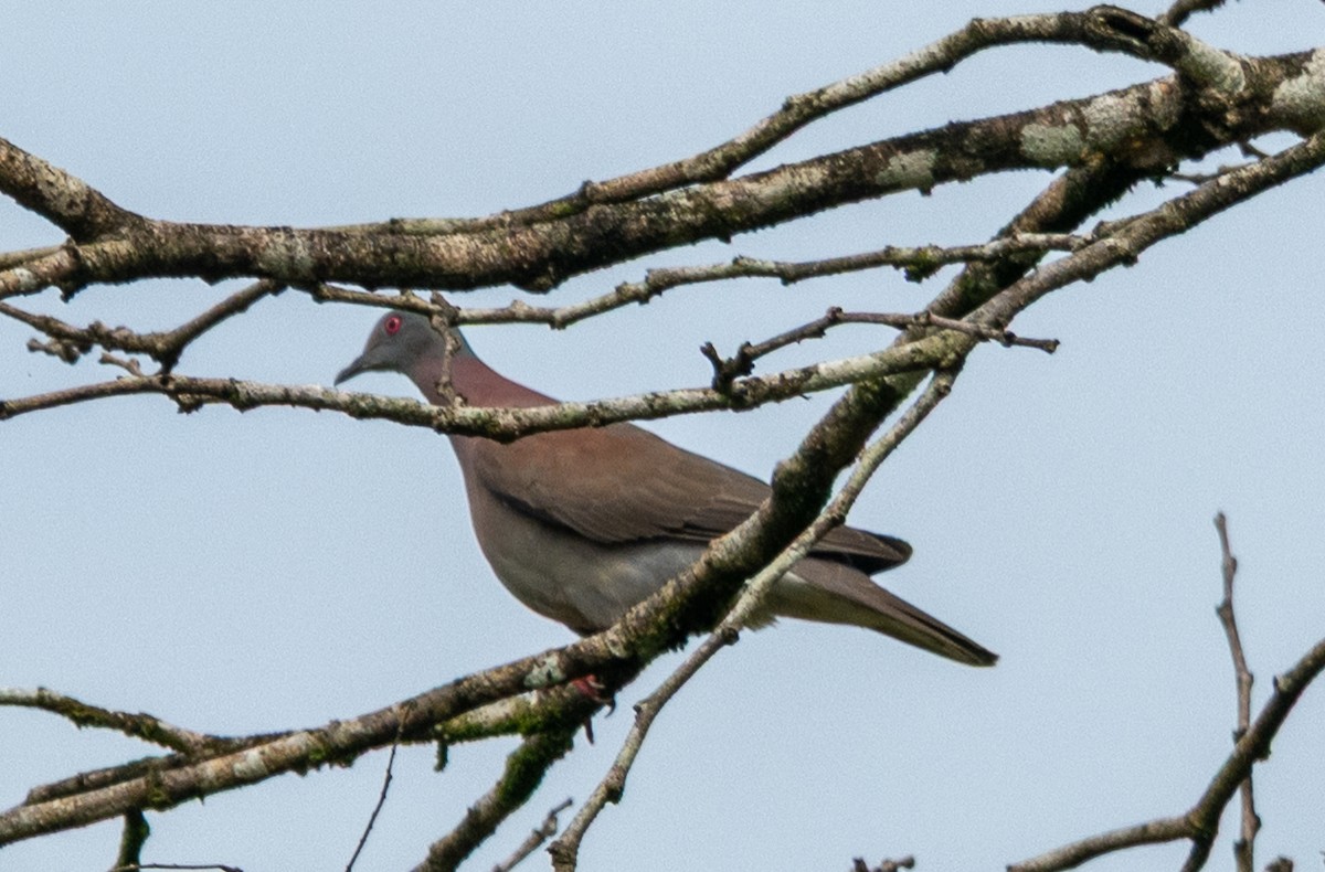 Pale-vented Pigeon - ML647541036