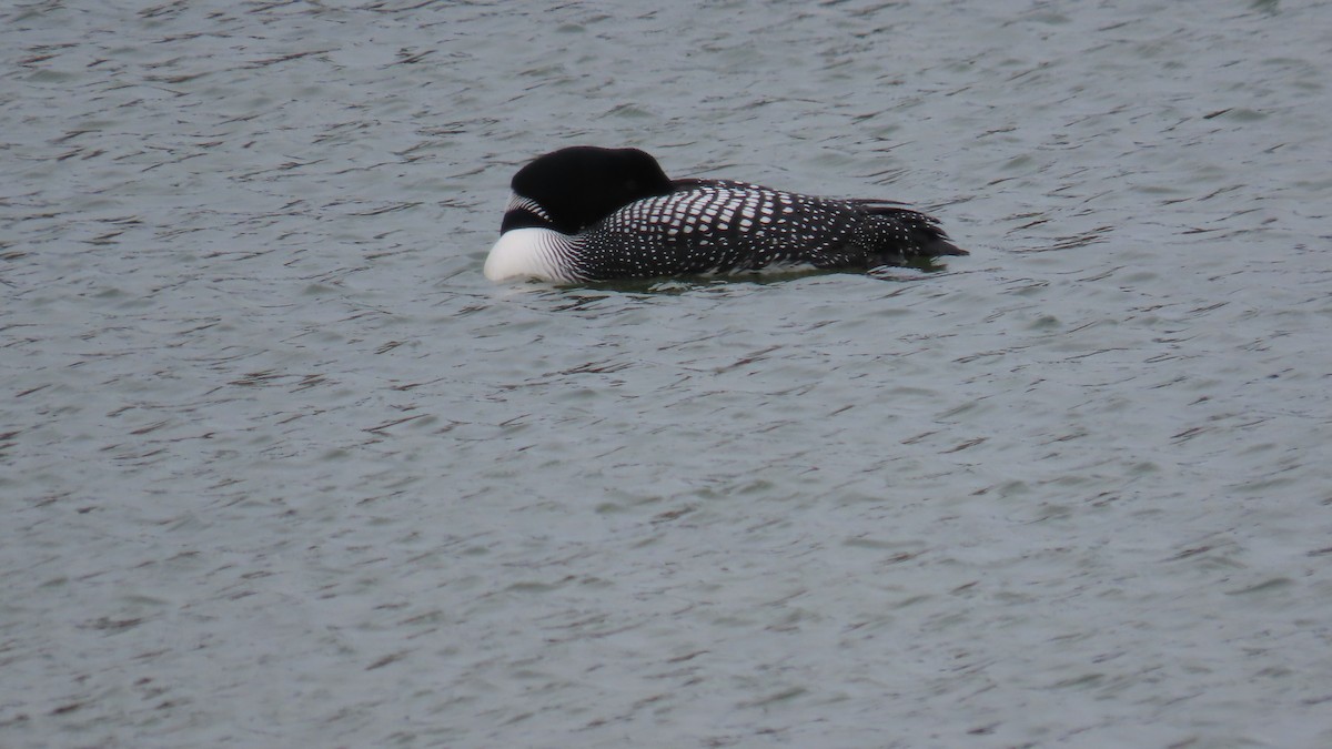 Buz Dalgıcı - ML647541037